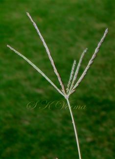  Inflorescence - Digitately arranged racemes